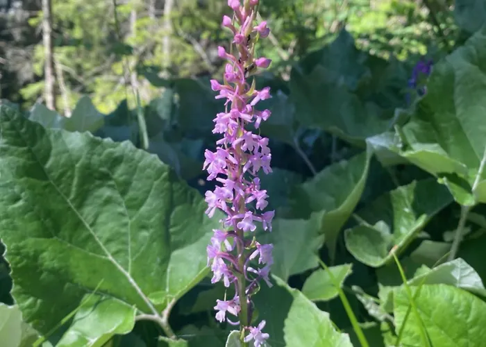 Apartamento Val Biala *